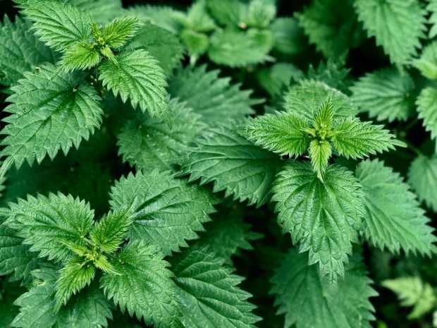 Wicked Weeds